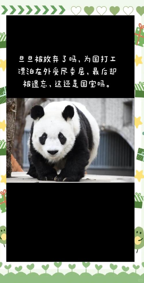 2025新澳门精准正版图库网站和4旅日大熊猫将回国与旅日20年熊猫将回国 视频